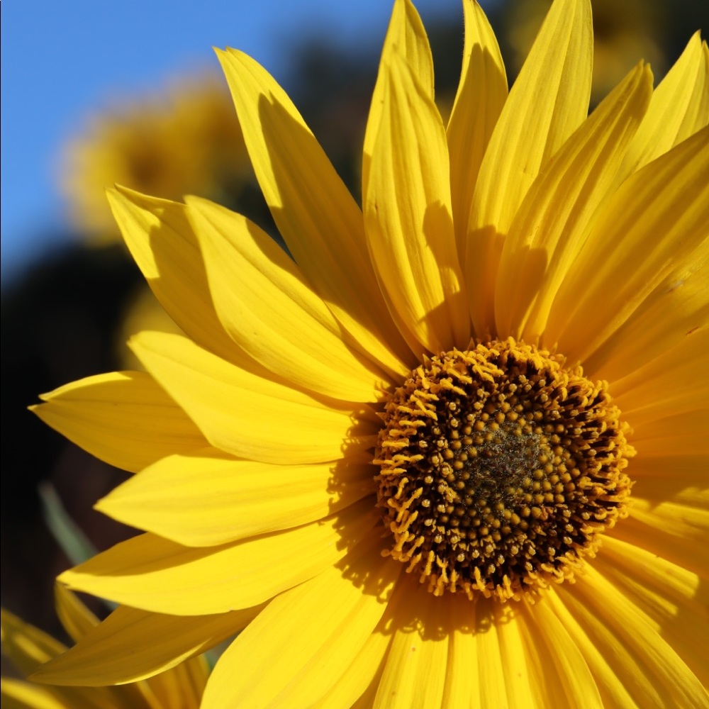 Meet your Posher, Heidi